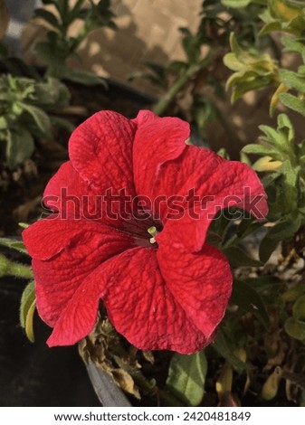 portrait picture of red flower