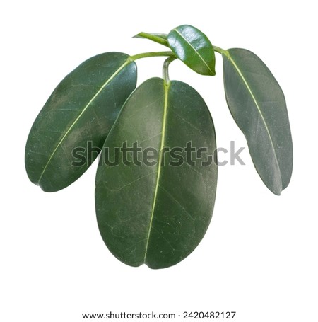 A macro image captures the fascinating details of ficus leaves against a white background, revealing stunning textures and delicate shades. Each vein tells a story, and the contrast with white enhance