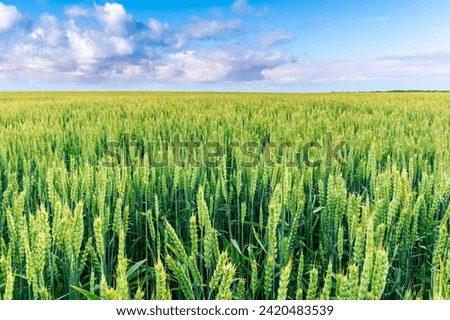 panoramic view at beautiful spring sunset in a green shiny field with green wheat and golden sun rays, deep blue cloudy sky on a background