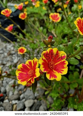 Lots of red and yellow Portulaca Tiger Crown scattered across the yard