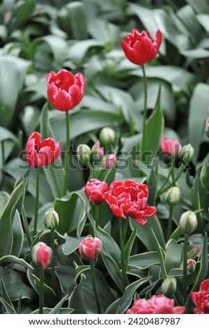 Red peony-flowered Double Late tulips (Tulipa) Dazzling Sensation with variegated leaves bloom in a garden in April
