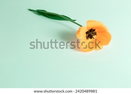 One orange tulip flower lies on green background with copy space. Holiday card. Flower shop business card. Invitation postcard. Certificate for the International women's day. Hello spring. 8 march.