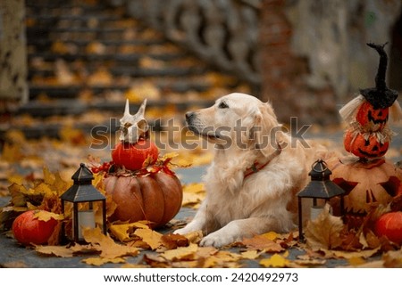 Golden Retriever in pumpkins decorated for Halloween against a background of fallen maple leaves and an old staircase in the park
