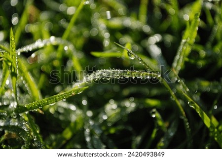 Fresh green grass with morning dew drops closeup. Sunny morning lawn nature background