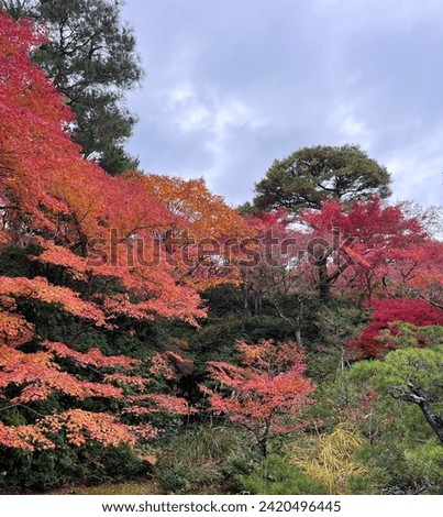 Red trees in Ukyo, Kyoto Japan