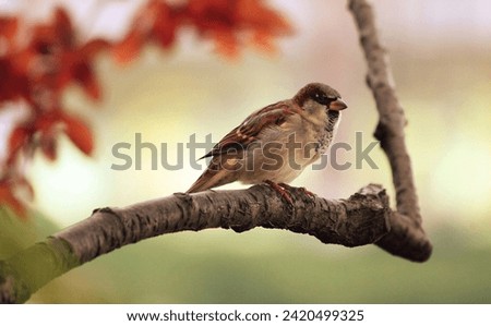 Bird, Sparrow, Branch very beautiful pictures.    