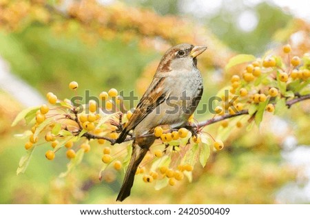 Bird, Sparrow, Berries very beautiful pictures.   