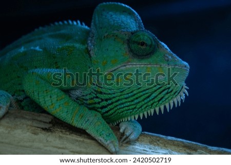 Reptiles in enclosure, on top of egg, curled tail, chameleon, bearded dragon 