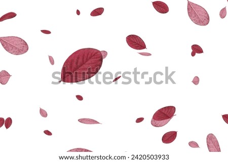 Autumn fall banner with falling maple leaves . Flying color leaves isolated on white background