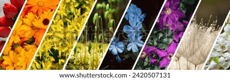The flower banner is in the order of the colors of the rainbow. A bright cover for florists Royalty-Free Stock Photo #2420507131
