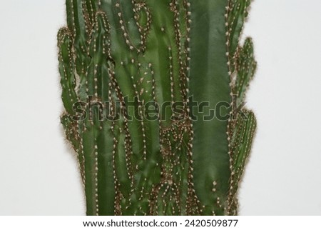 A towering desert sentinel, the large cactus stands proudly, adorned with spines that catch the sunlight. Its textured, green skin tells a story of resilience in harsh conditions. Royalty-Free Stock Photo #2420509877