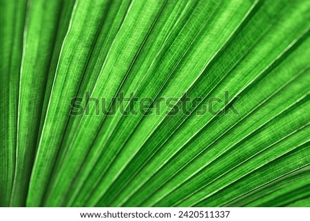 Texture Green palm leaf as natural background for design, abstract nature view. Detailed green tropical leaves, striped lines light and shadows. Close up photo exotic foliage. Abstract nature pattern