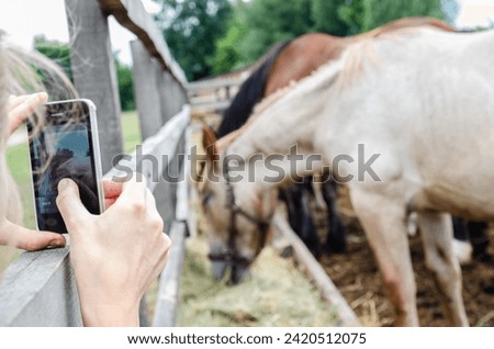 taking a picture of a horse with a phone