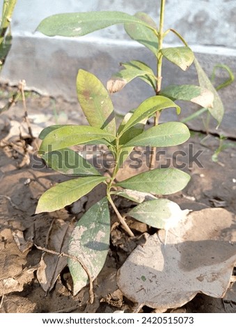 "Discover the delicate beauty of a tiny plant, thriving in miniature magnificence. From intricate details to subtle elegance, it symbolizes resilience and growth. Perfect for illustrating the beauty o Royalty-Free Stock Photo #2420515073