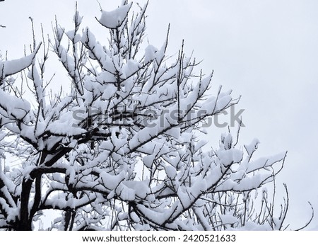 Cloudy sky and tree covered with snow in the winter.