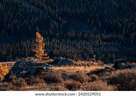Golden autumn. Picturesque sunset light illuminates grove of larch tree on rocky slope. Moment of heyday of fall season in the mountains Altai region. Perfect image for wall, screen. Scenic artwork.