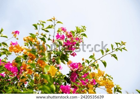 Multicolored blended orange pink Bougainvillea flowers blooming blue sky in Nha Trang, Vietnam, genus of tropical thorny ornamental vines, bushes belonging to four o clock family, green leaves. Asia