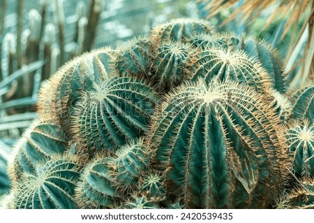 Close-up view of a cluster of cacti, capturing the intricate details and textures of these desert plants. Perfect for illustrating the beauty of succulents and arid landscapes. Royalty-Free Stock Photo #2420539435