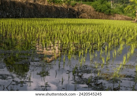 view of the rice pattern arrangement in the rice fields