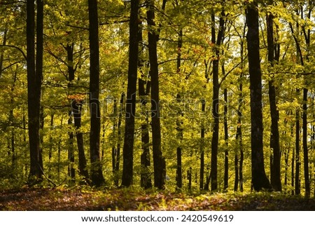 Colorful deciduous forest. Autumn landscape with trees shining golden green at sunset Royalty-Free Stock Photo #2420549619