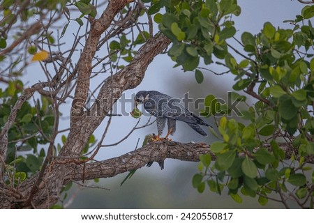 Bird kill by falcon in the forest