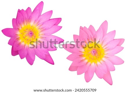 Beautiful two pink lotus as white background picture.flower on clipping path.