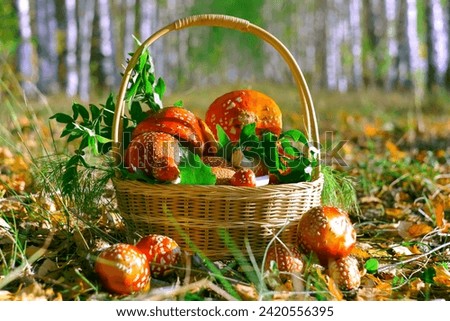 Poisonous fly agaric mushroom in a basket.in the forest on the ground,with a red cap and white spots.(Amanita muscaria)on the grass.Food crop, medicinal plant fly agaric for use in herbal medicine