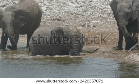 Herd of elephants Loxodonta africana at Olifantsbad waterhole - Namibia refreshing in the water in the background during dry season