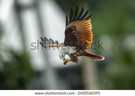 The beautiful flight characteristics of Brahminy Kite, White-bellied Sea-eagle, and Osprey in Thailand.