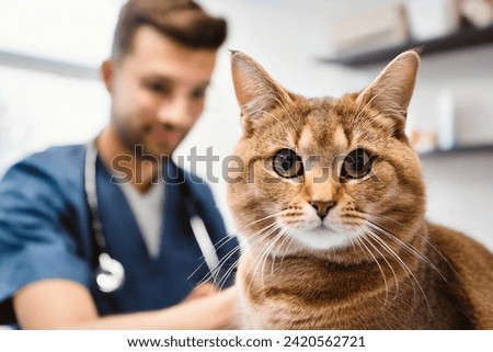 Veterinarian examining pet on table in veterinary clinic, Veterinary caring of a cute cat, healthcare of your pet. Pet Health Check Up. Caring Veterinarian Examining And Comforting a Cat During Royalty-Free Stock Photo #2420562721