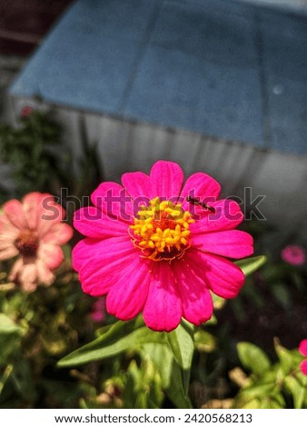 A small insect perches on a pink flower with a yellow center, surrounded by more flowers and leaves. The lighting is bright and enhances the colors of the flowers.