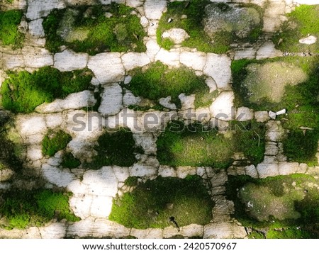 The texture of the mossy cement floor under the tree looks very beautiful, the green and gray background