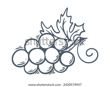 Branch of ripe grapes hand engraving. Grapevine with berries and leaf clip art. Hand drawn ink sketch of grape bunch, isolated vector illustration