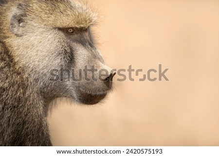 Portait Yellow Baboon.  Baboon in natural habitat.  Kenya