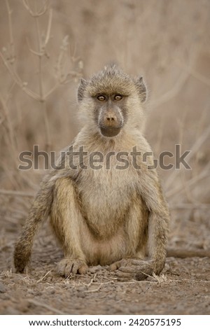 Portait Yellow Baboon.  Baboon in natural habitat.  Kenya