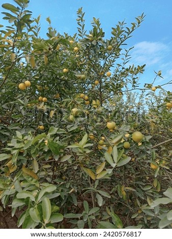 The picture of lemon tree and beauty full sky background and multipals lemons. lemons on the tree orgnial lemon picture 
