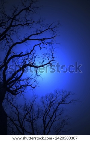Leafless Oak tree branches silhouette. Black and blue. Natural oak tree branches silhouette on a blue background. Silhouettes of a dark gloomy forest with textured trees. Gothic background. Darkness