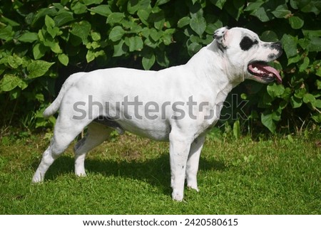 Muscular happy white male staffordshire bull terrier dog standing on the grass. Picture taken from side.