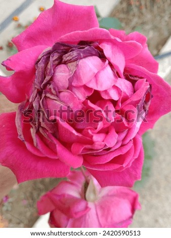 Rose flower closeup picture. Natural flowers picture