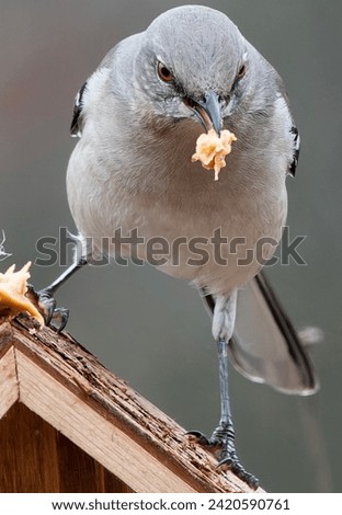 A Northern Mockingbird finds a stack of peanut Butter                               