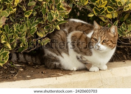 The cat looks to the side on a nature background. Portrait of a fluffy tricolor  cat with green eyes in nature, close-up.