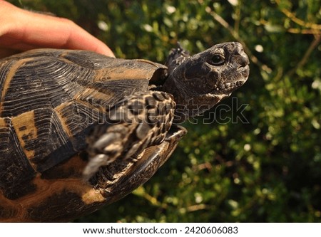 Horizontal image of a Spur-thigh Tortoise or Greek Tortoise Testudo graeca held by a man. In a close-up picture. A very shy and fearful reptile.
