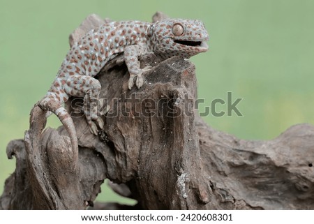 A tokay gecko is sunbathing. This reptile has the scientific name Gekko gecko.
