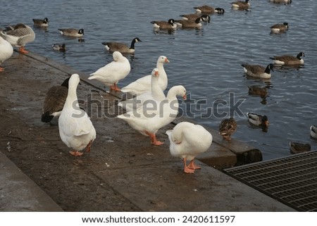 swan, wildlife, big, water, fowl Royalty-Free Stock Photo #2420611597