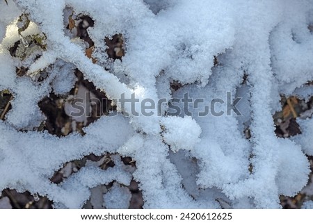 Picture of ice-covered branches of a blackberry bush in winter sunlight