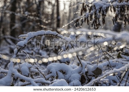 Picture in a snow-covered winter forest in the evening at sunset