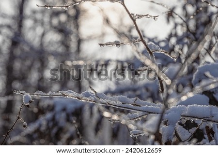 Picture in a snow-covered winter forest in the evening at sunset