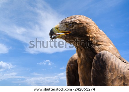 Close-up profile portrait of big golden eagle against deep blue sky as background with free place for copyspace your text
