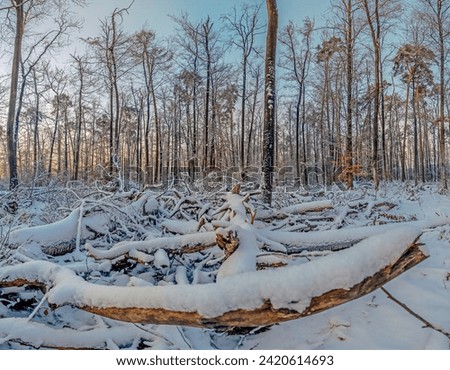 Picture in a snow-covered winter forest in the evening at sunset