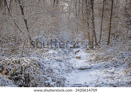 Picture of a snow-covered path in a wintry forest in the evening at sunset